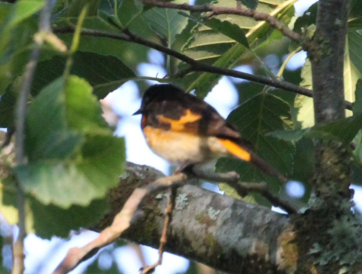 American Redstart - ML639065006