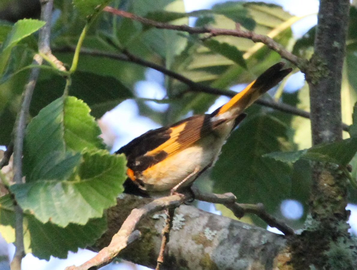 American Redstart - ML639065007