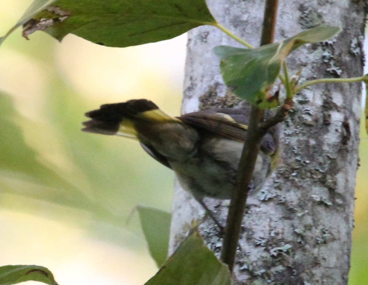 American Redstart - ML639065008