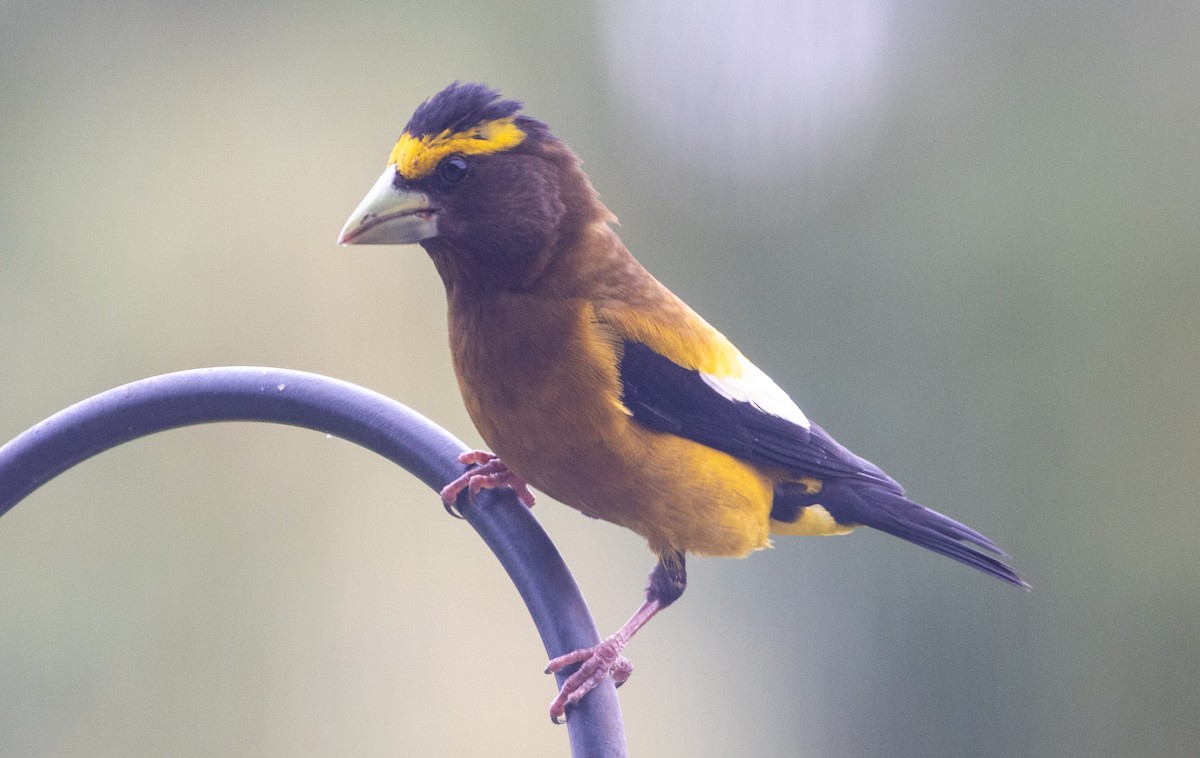 Evening Grosbeak - ML639065027