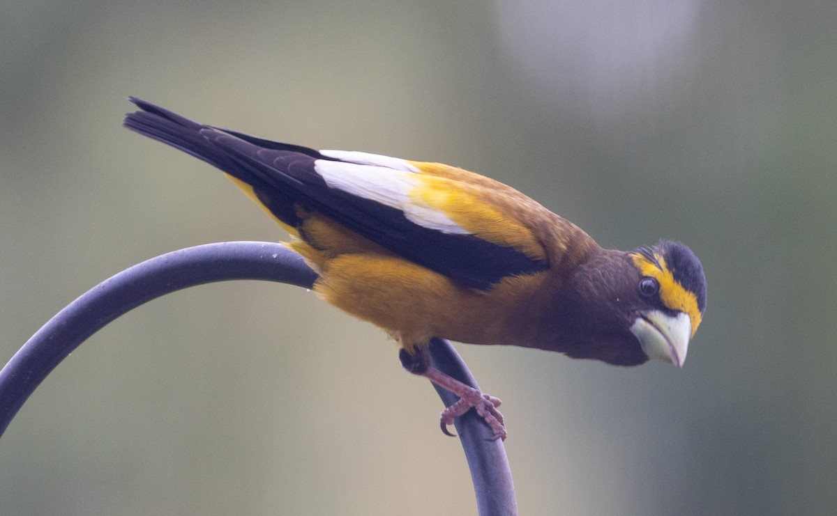Evening Grosbeak - ML639065028