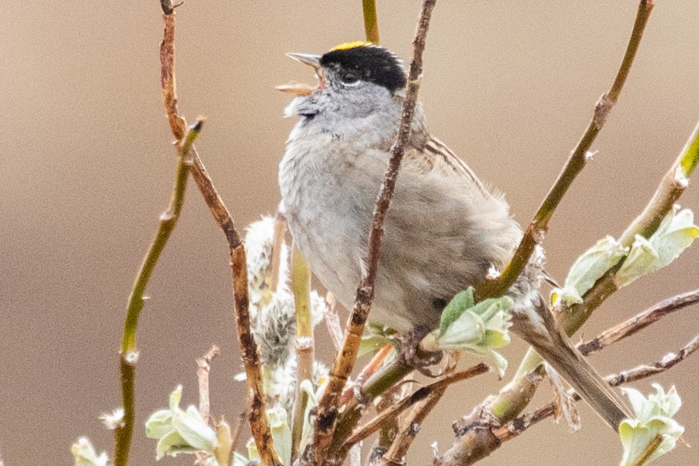 Golden-crowned Sparrow - ML639065097