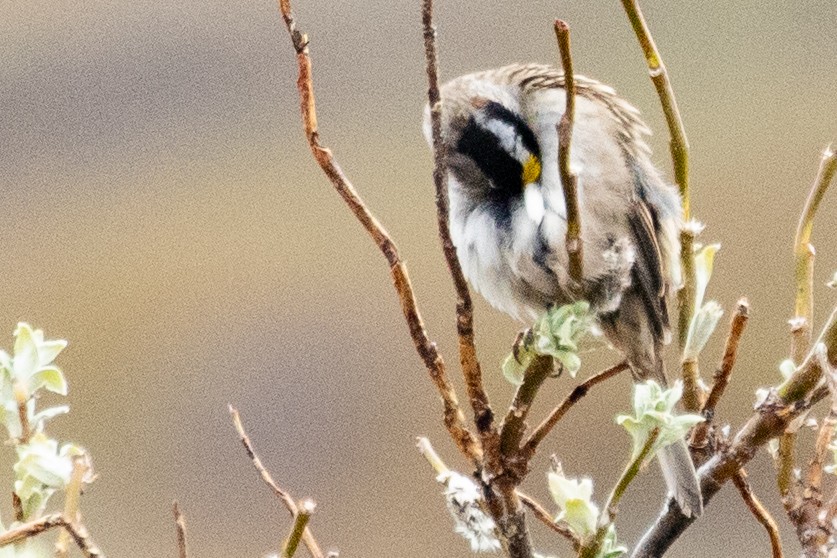 Golden-crowned Sparrow - ML639065143