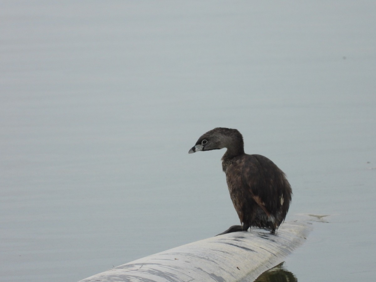 Pied-billed Grebe - ML639065166
