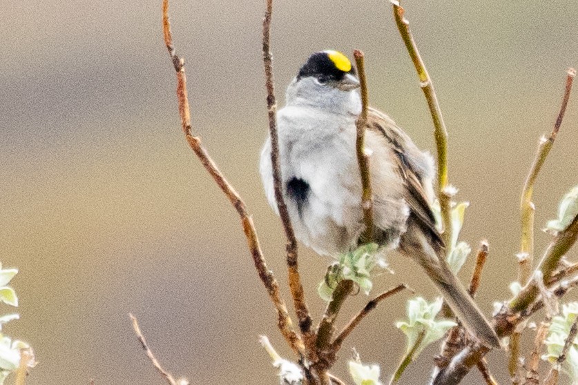 Golden-crowned Sparrow - ML639065167