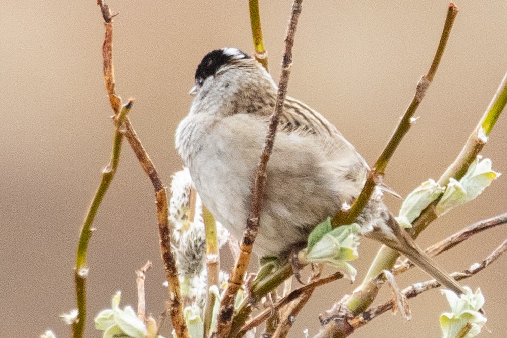 Golden-crowned Sparrow - ML639065178