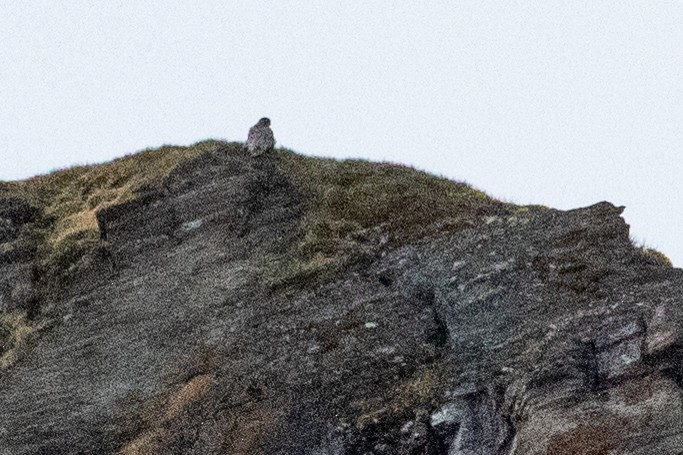 Gyrfalcon - ML639065212