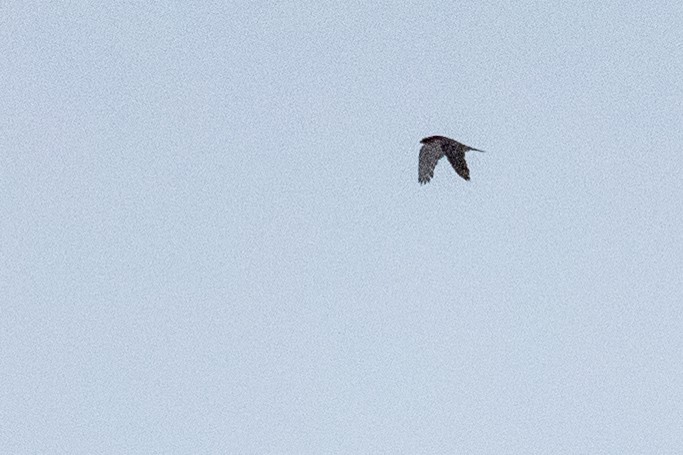 Gyrfalcon - ML639065217