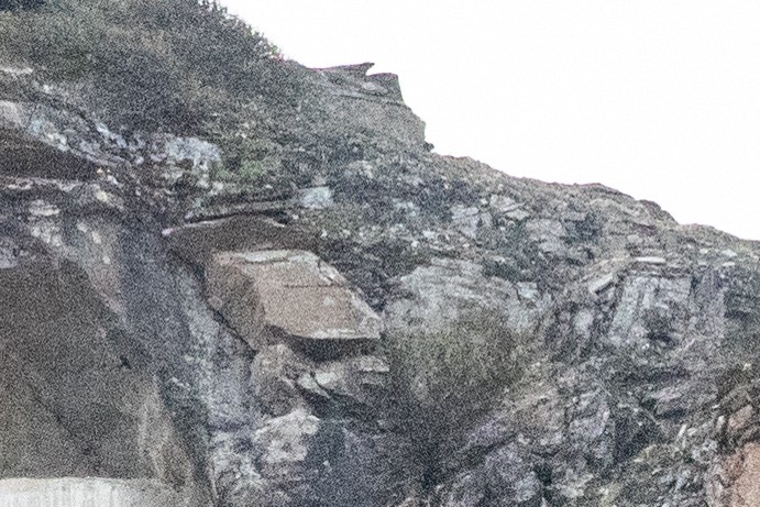 Gyrfalcon - ML639065218