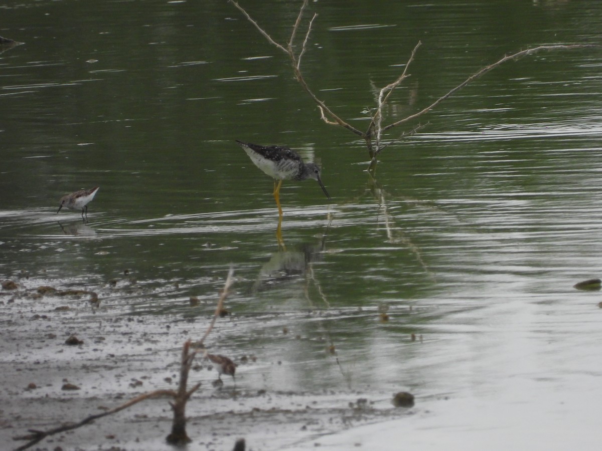 Greater Yellowlegs - ML639065312