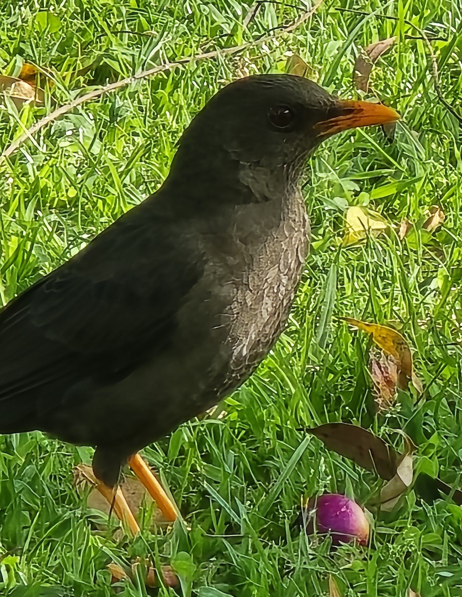 Mirlo Grande - ML639065356