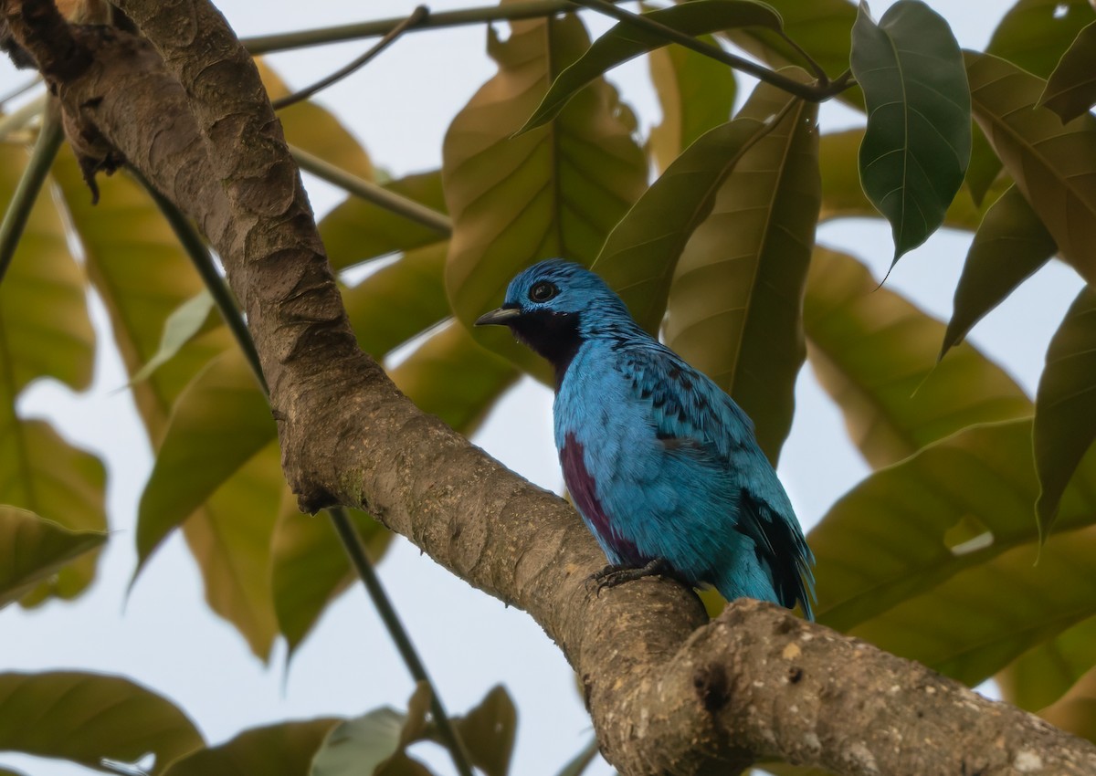 kotinga purpurovobřichá - ML639065382