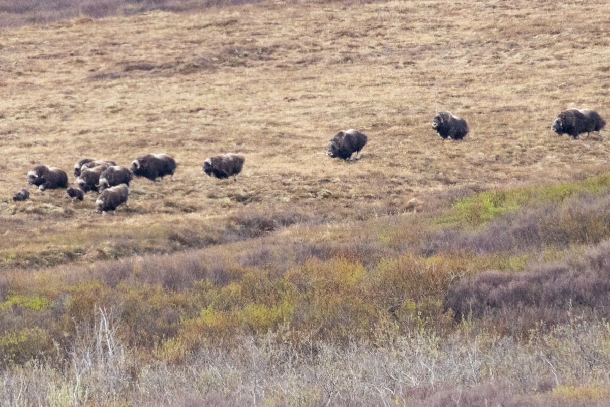 Muskox - ML639065440
