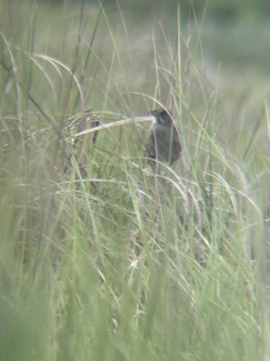 Seaside Sparrow - ML639065483