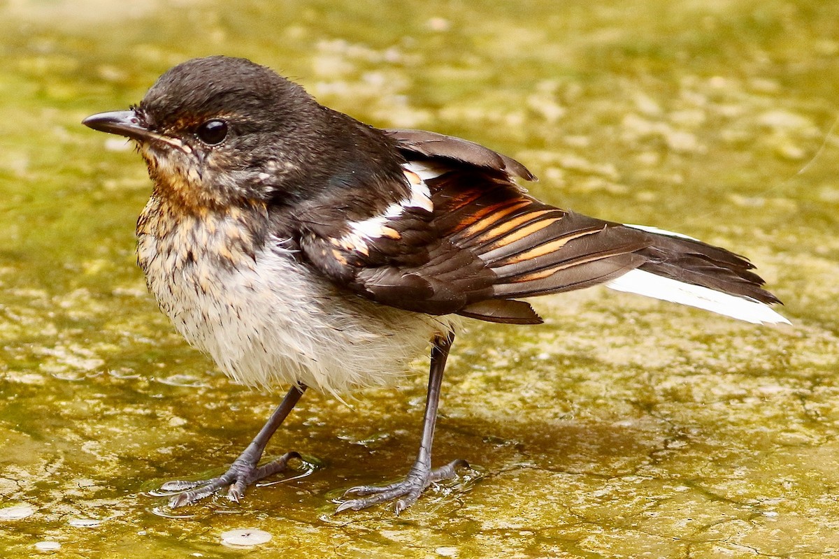 Oriental Magpie-Robin - ML639065500