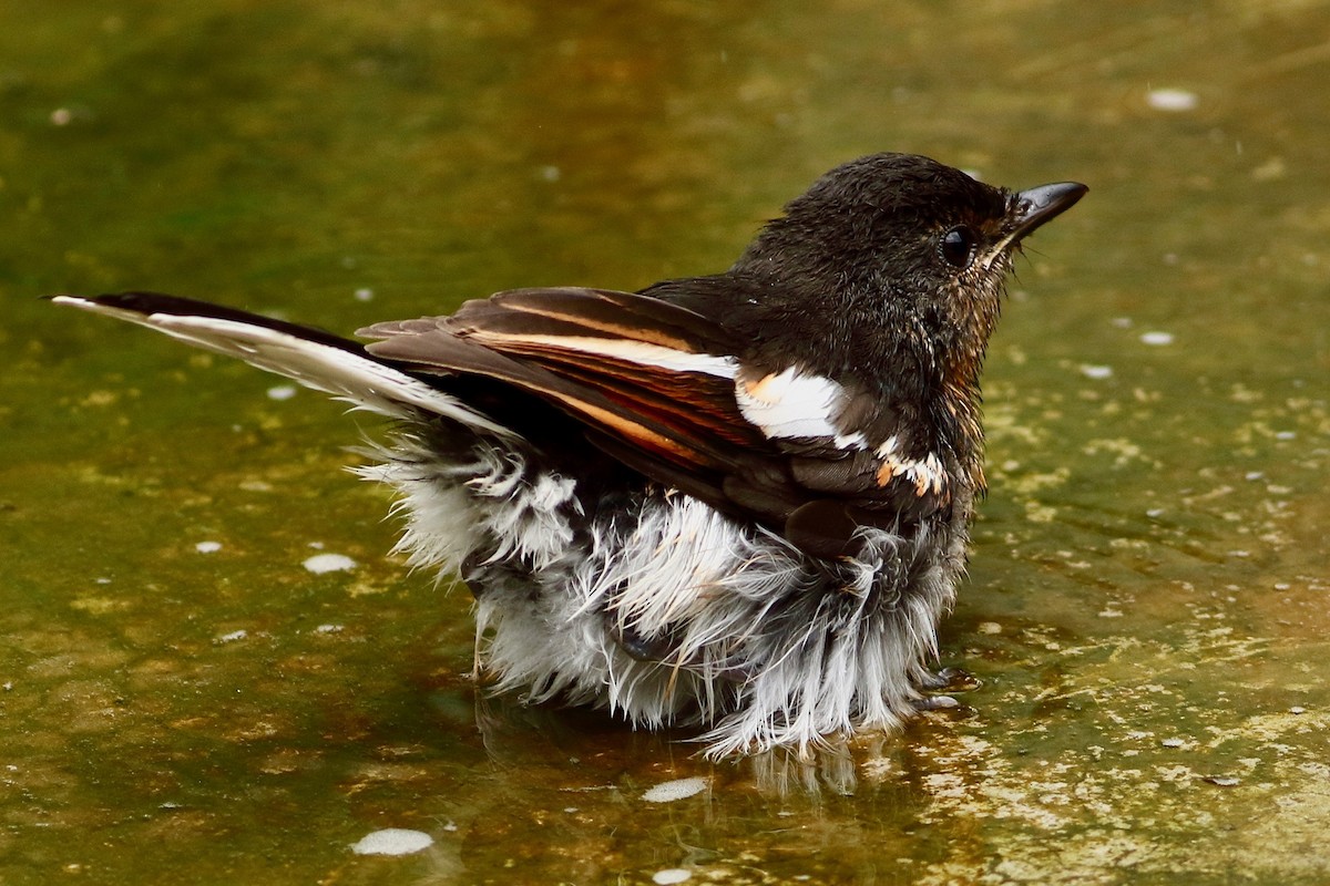 Oriental Magpie-Robin - ML639065501