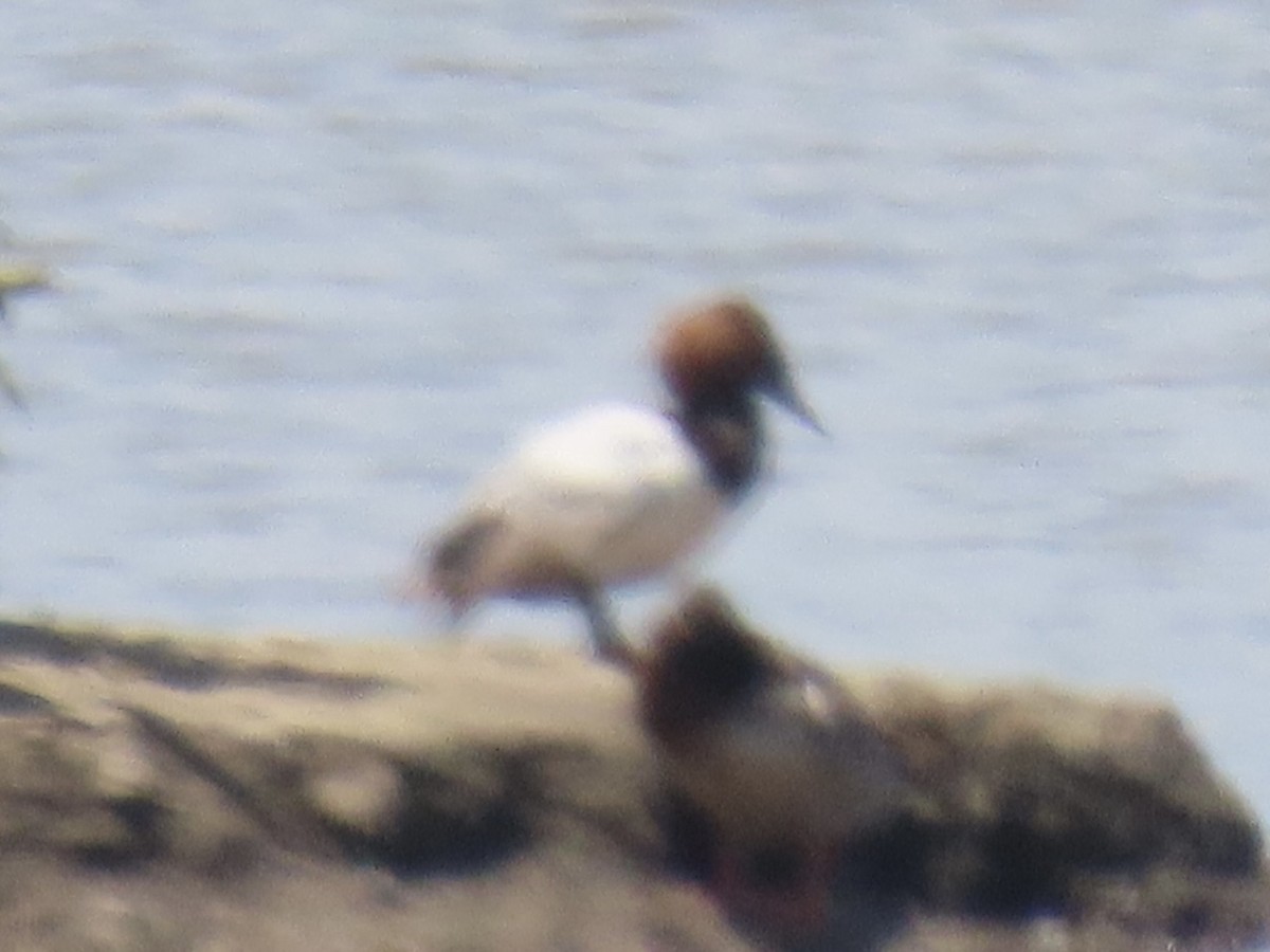 Canvasback - ML639065625
