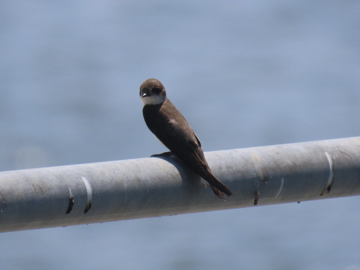 Bank Swallow - ML639065629