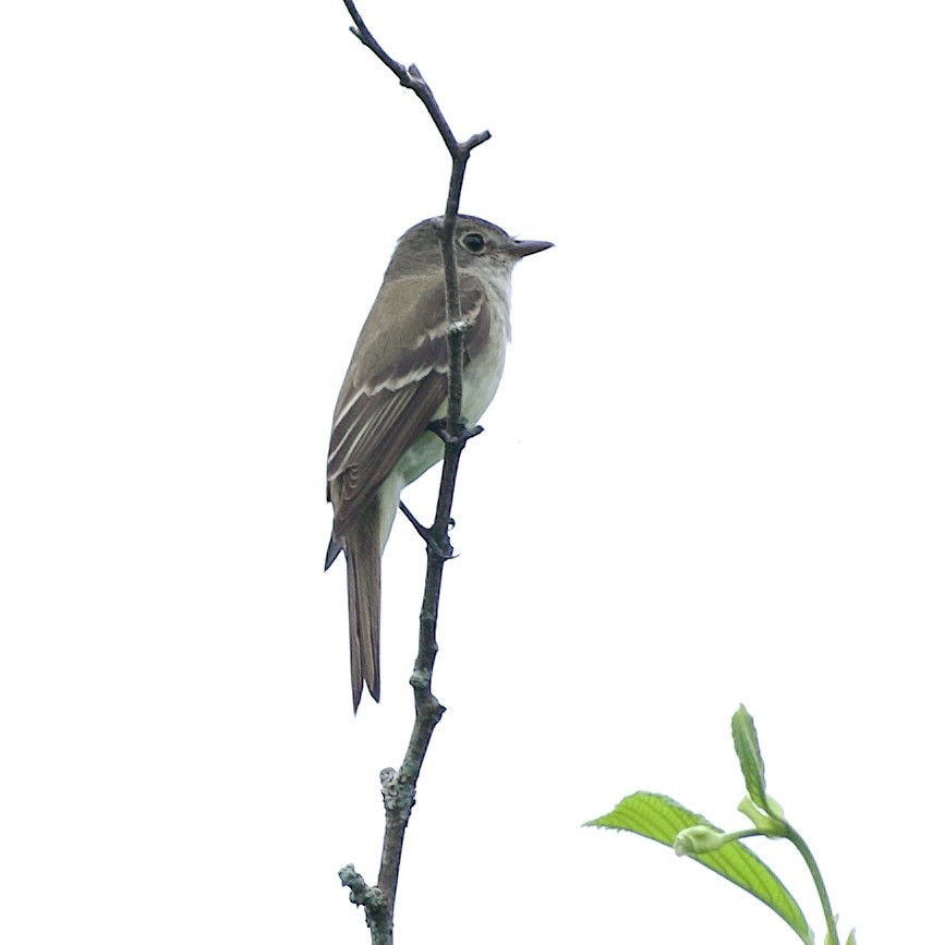 Alder Flycatcher - ML639065694