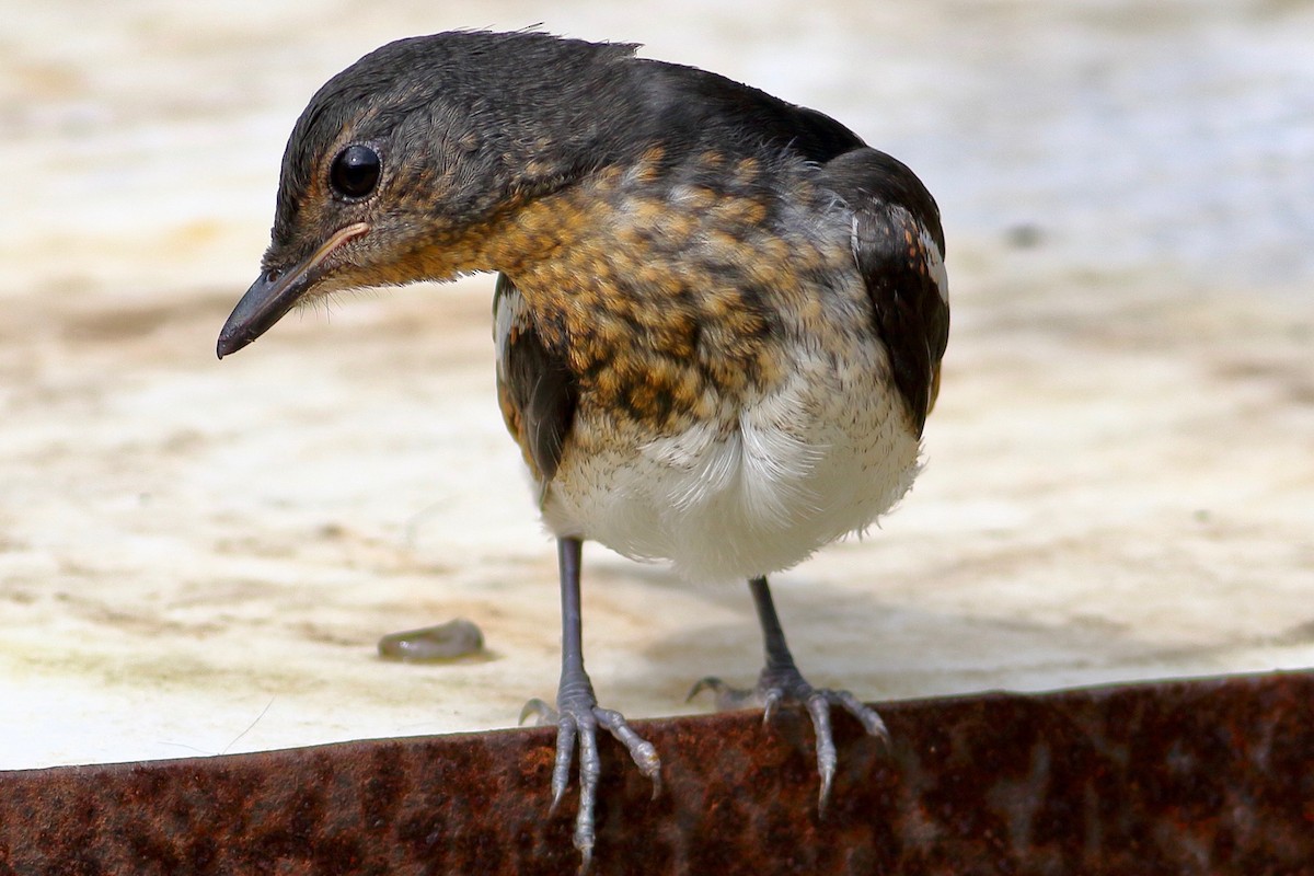 Oriental Magpie-Robin - ML639065781
