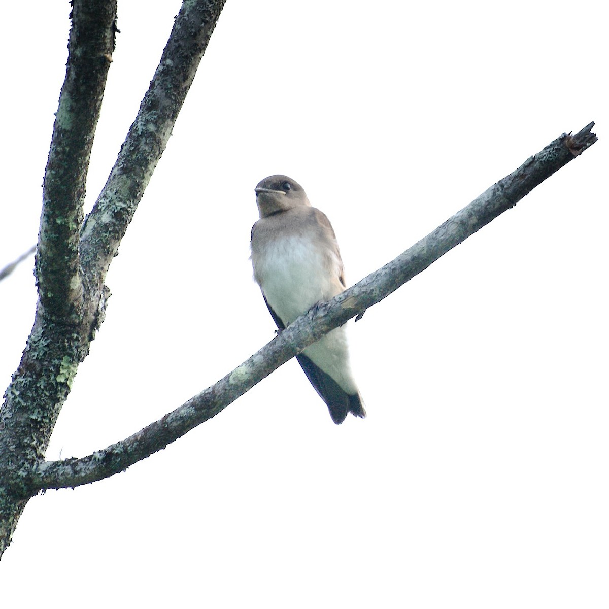 Northern Rough-winged Swallow - ML639065799