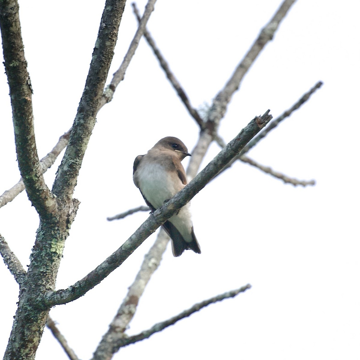 Northern Rough-winged Swallow - ML639065800