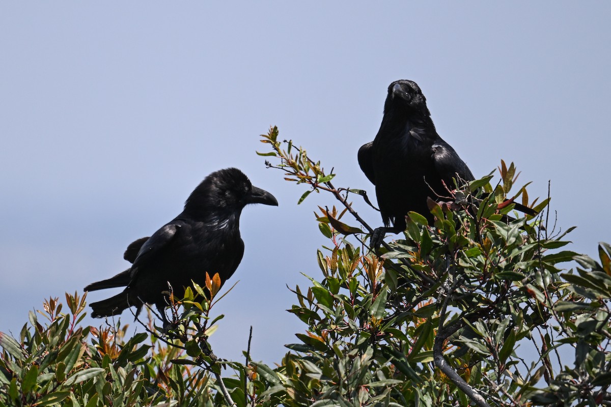 Common Raven - ML639065860