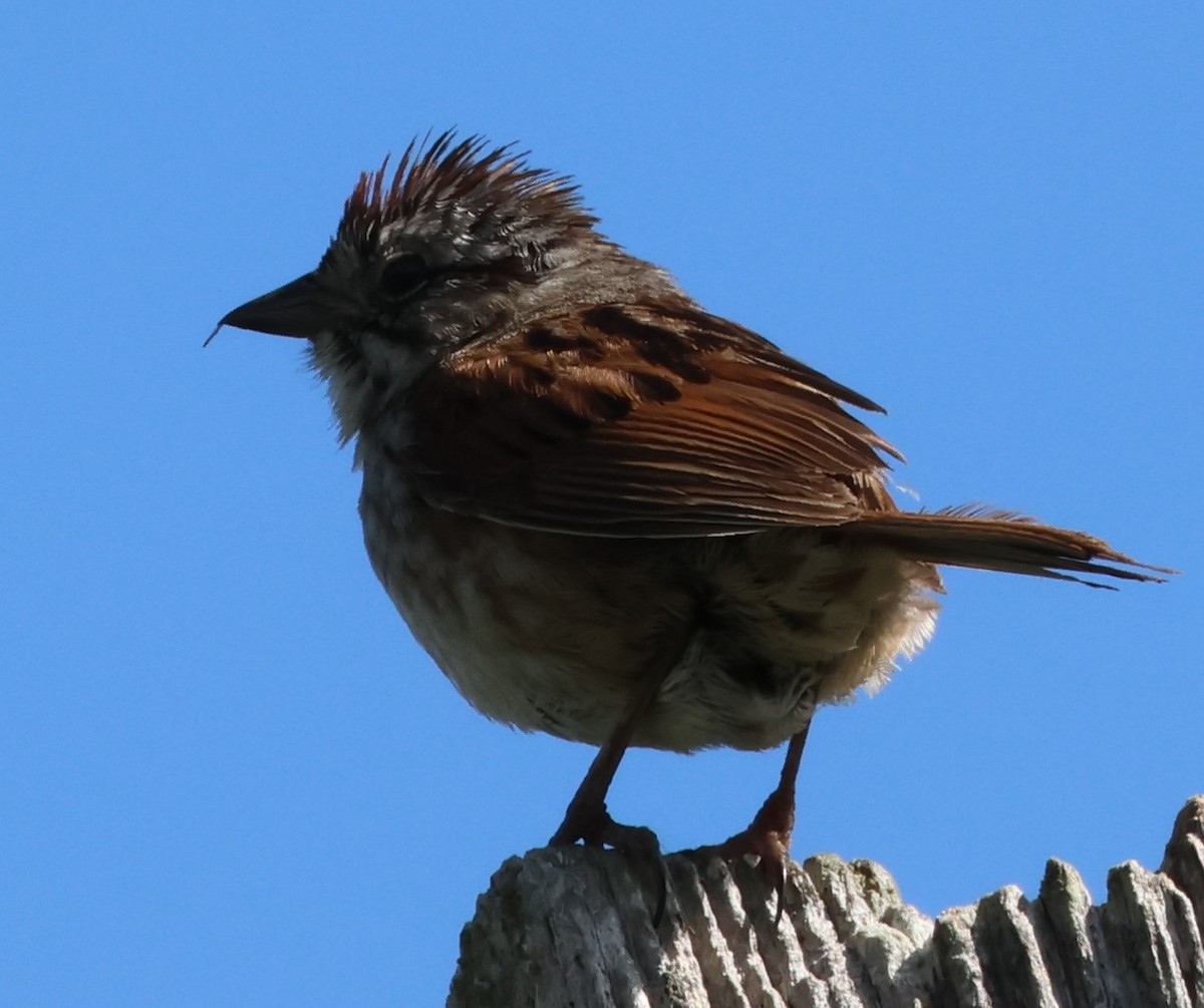 Swamp Sparrow - ML639065900