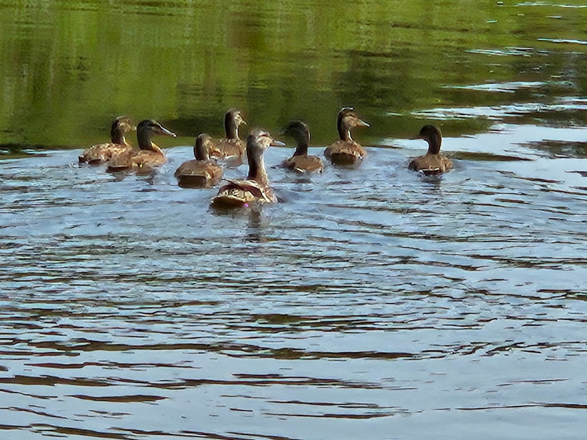 Mallard - ML639065925