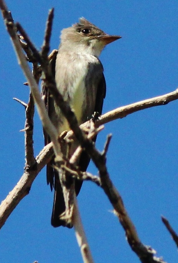 Olive-sided Flycatcher - ML639065949
