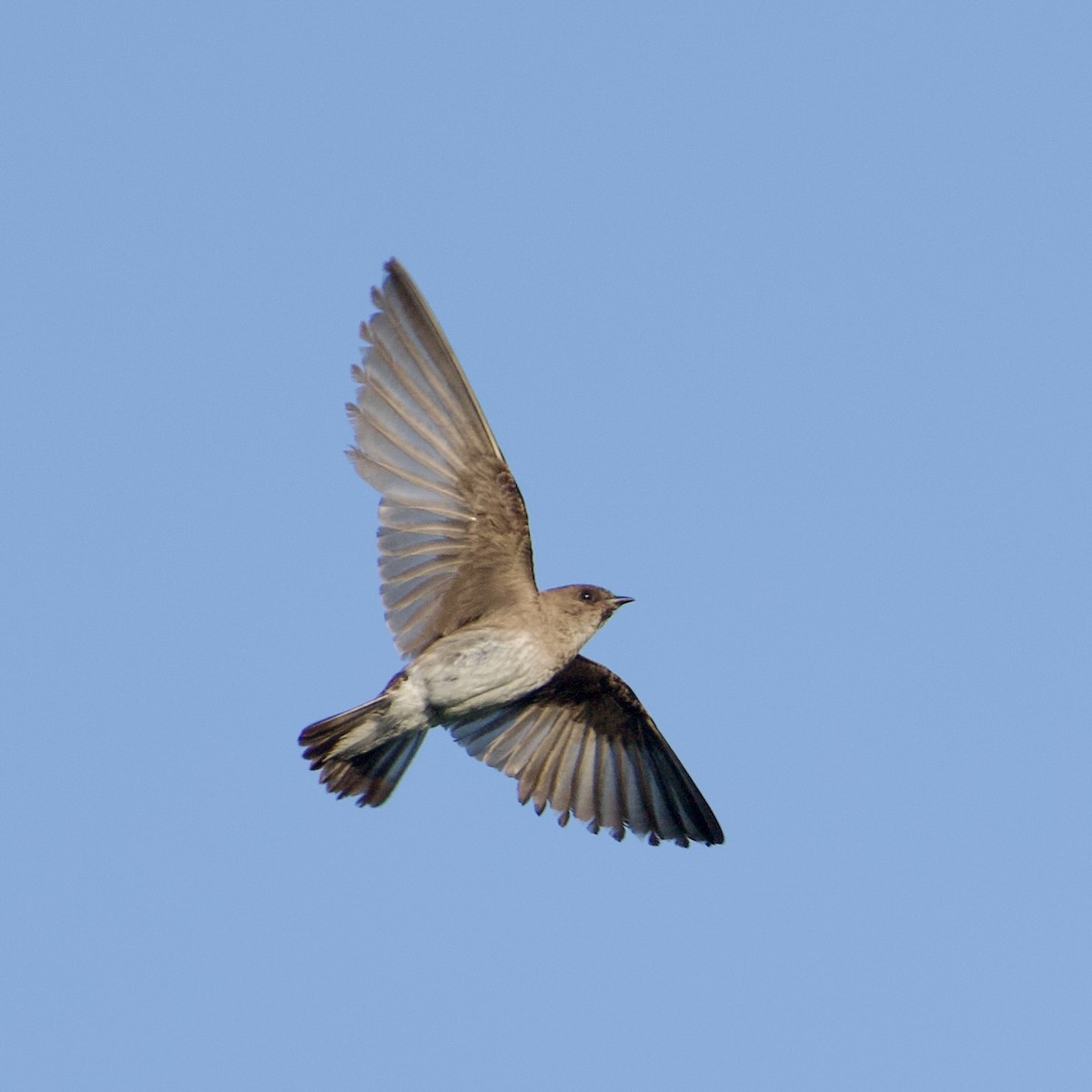 Northern Rough-winged Swallow - ML639065959