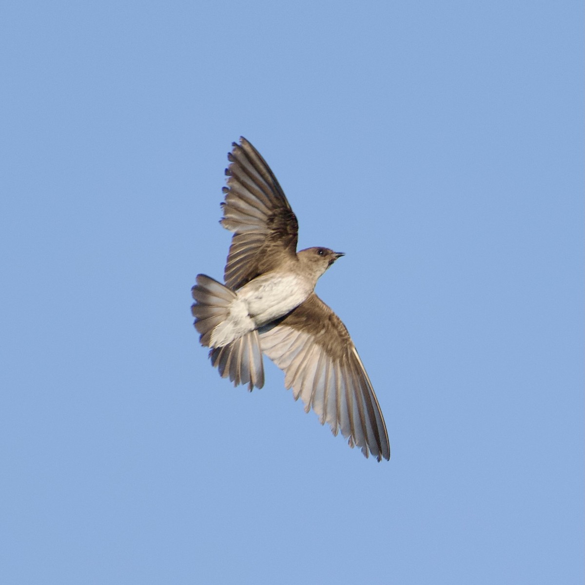 Northern Rough-winged Swallow - ML639065960