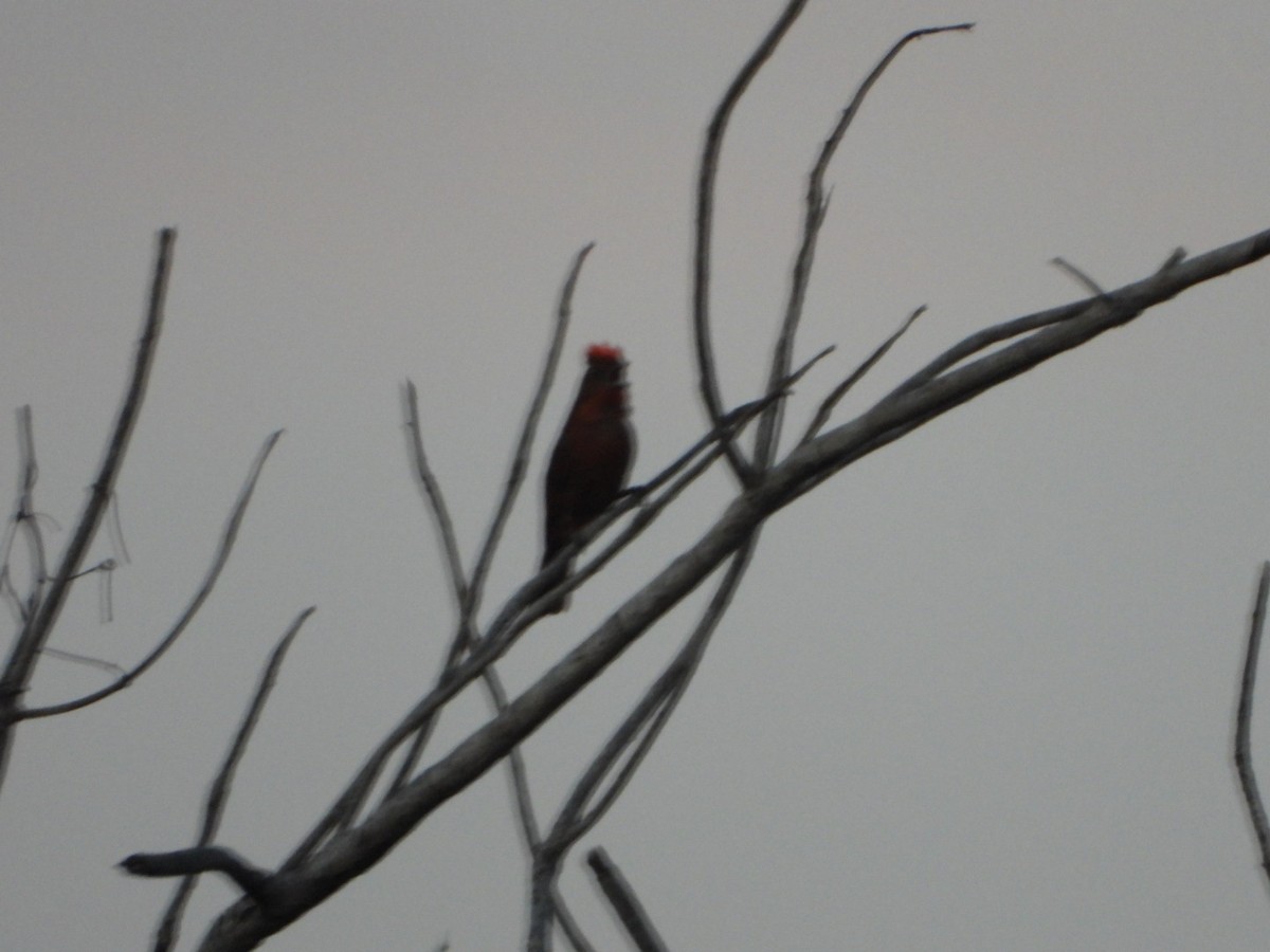 Rose-throated Tanager - ML639065967