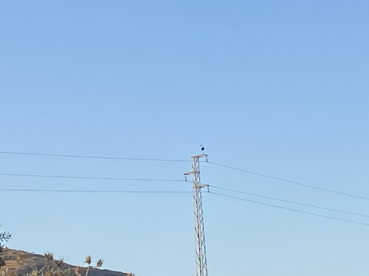 čáp bílý - ML639065970