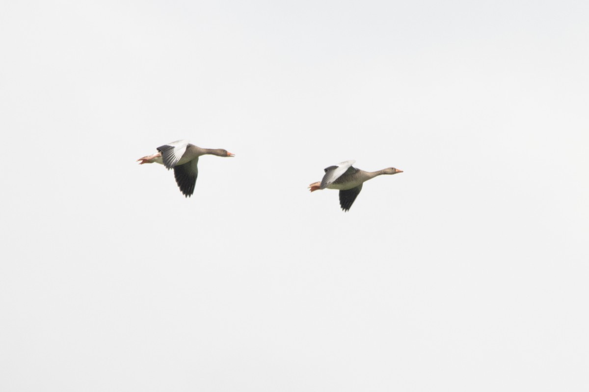 Graylag Goose - ML639066007
