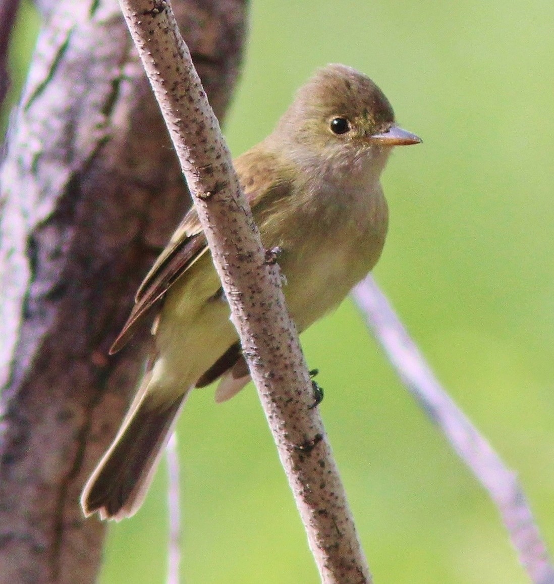 Willow Flycatcher - ML639066065