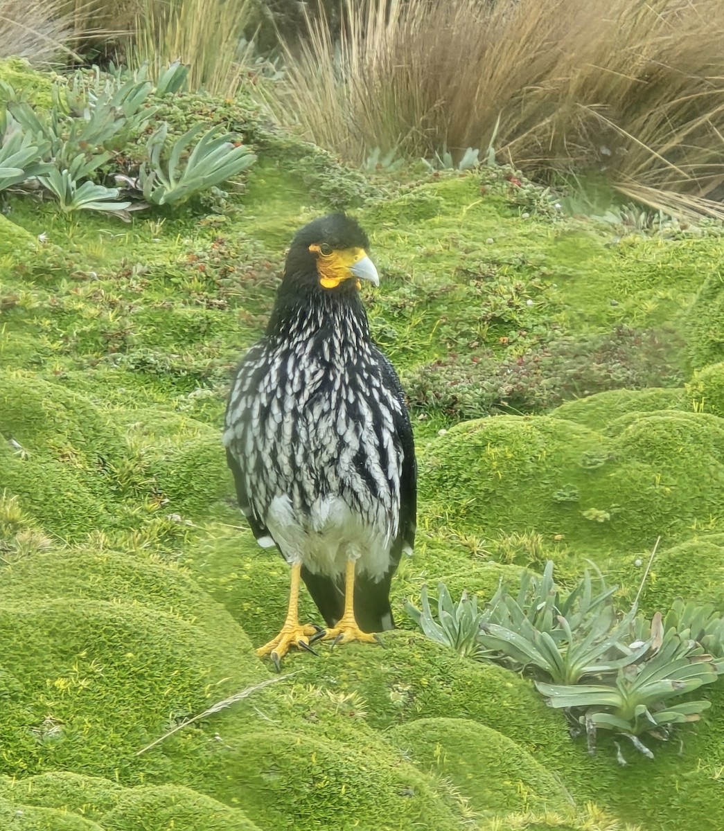 Caracara Carunculado - ML639066110