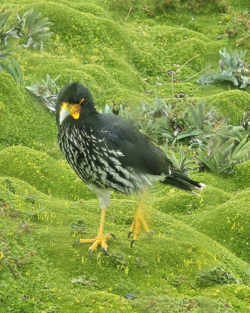Caracara Carunculado - ML639066114