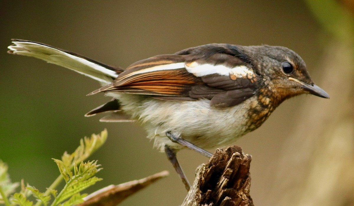 Oriental Magpie-Robin - ML639066132