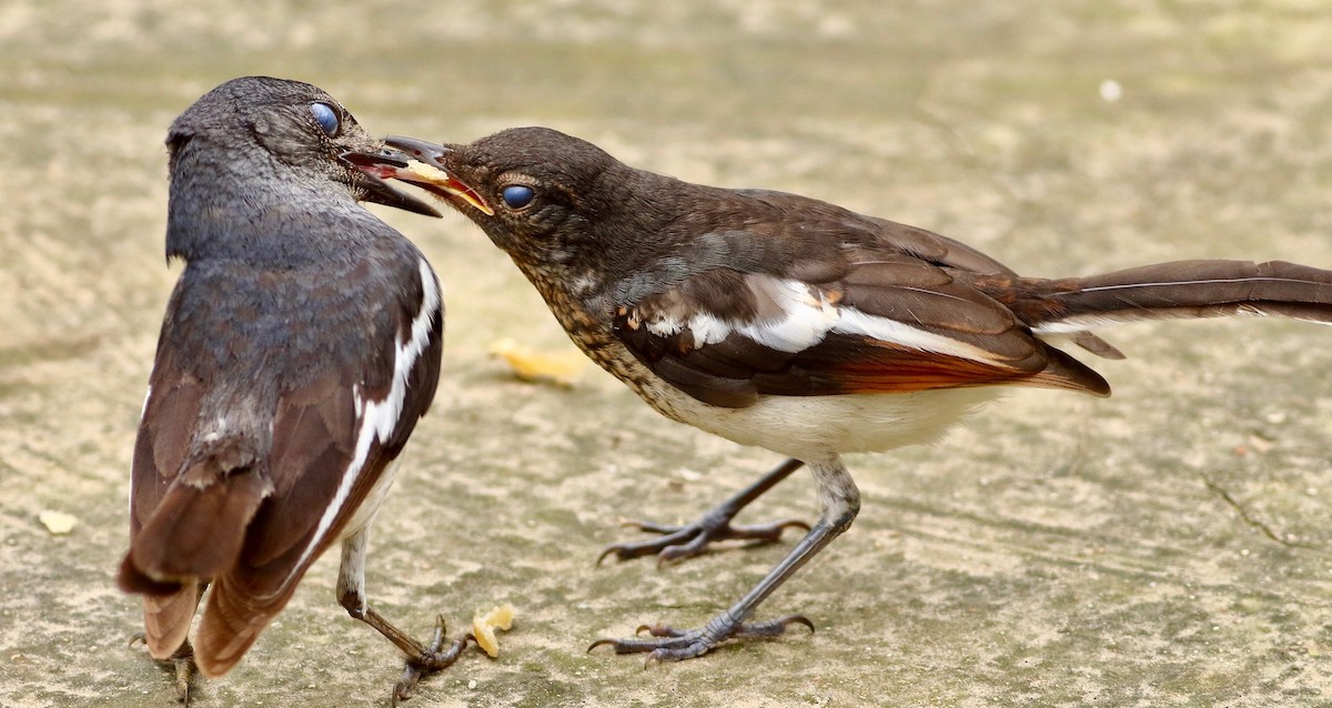 Oriental Magpie-Robin - ML639066133