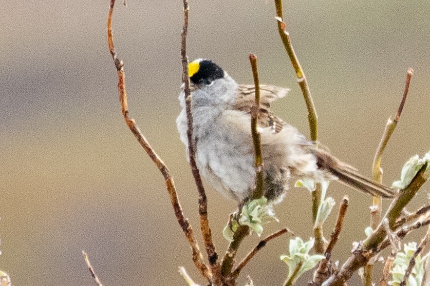 Golden-crowned Sparrow - ML639066161