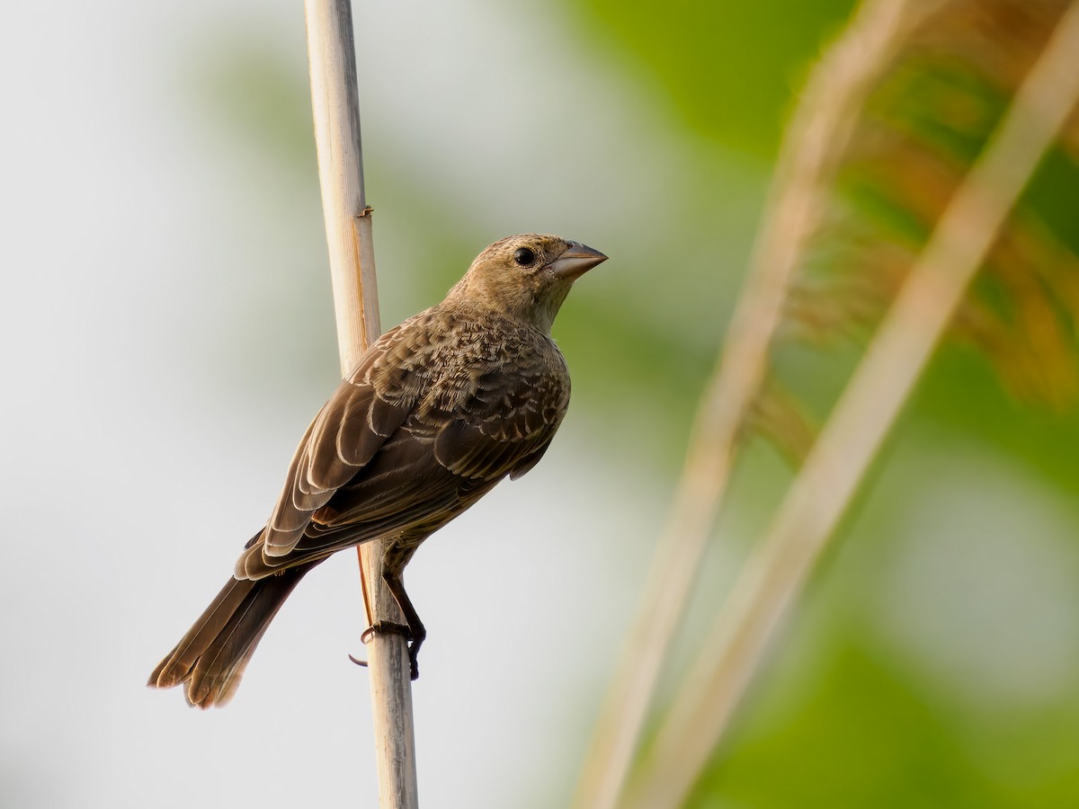 Brown-headed Cowbird - ML639066211