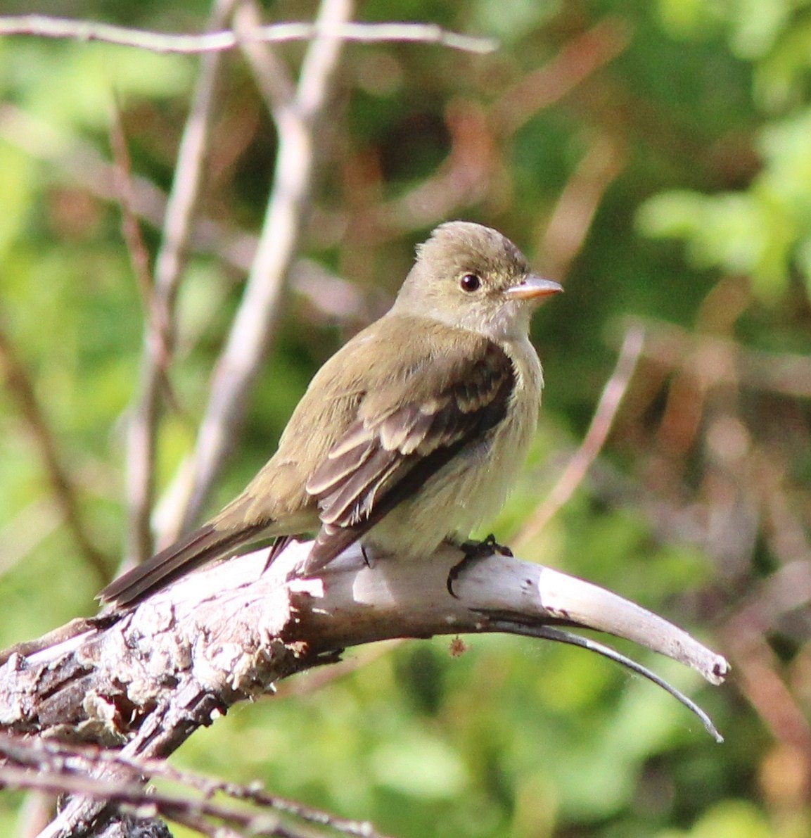 Willow Flycatcher - ML639066223