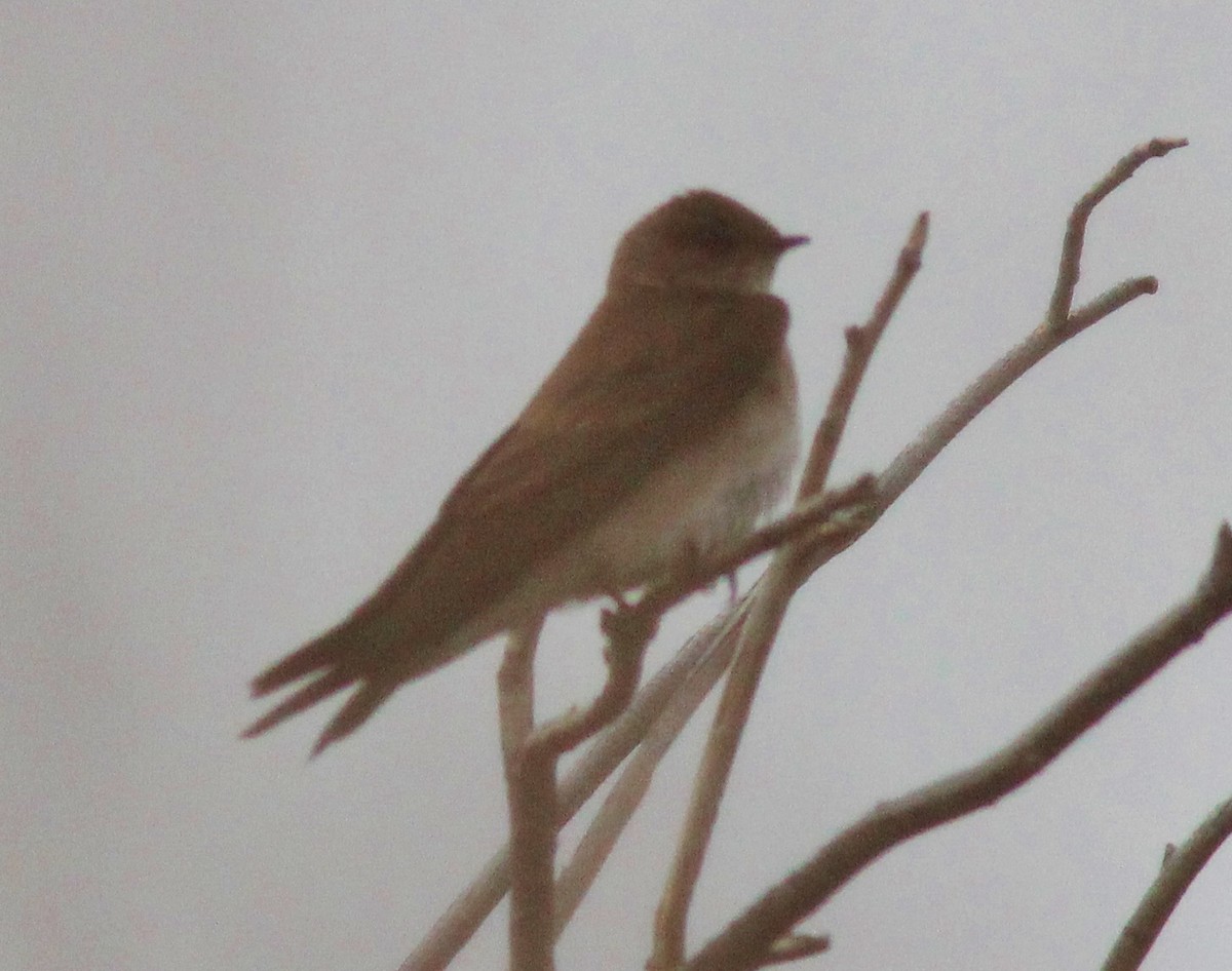 Northern Rough-winged Swallow - ML639066247