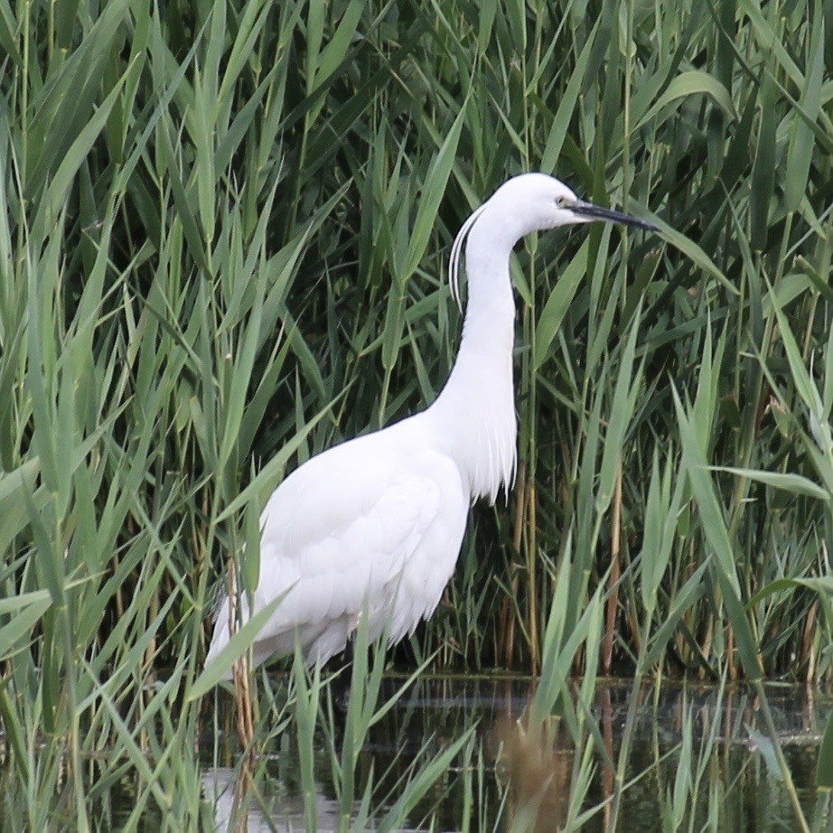 Little Egret - ML639066344