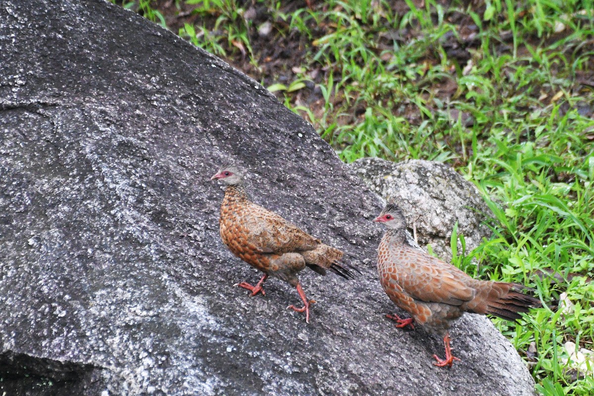 Red Spurfowl - ML639066459