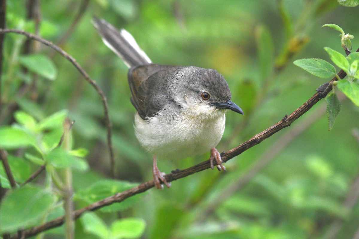 Jungle Prinia - ML639066463