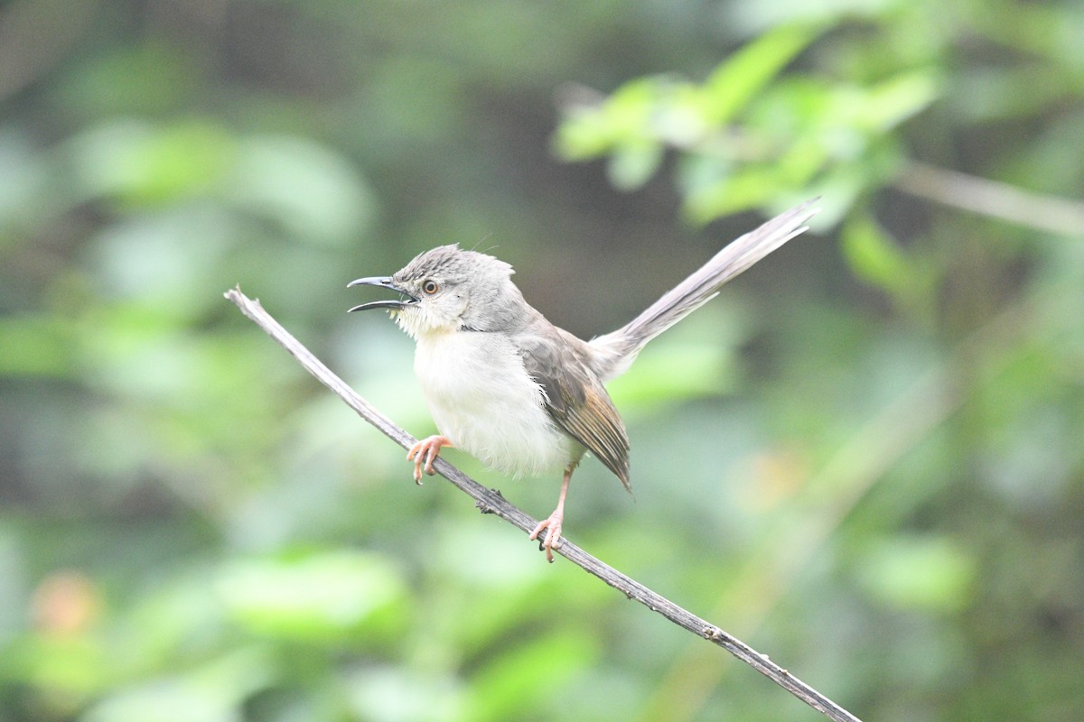 Jungle Prinia - ML639066465