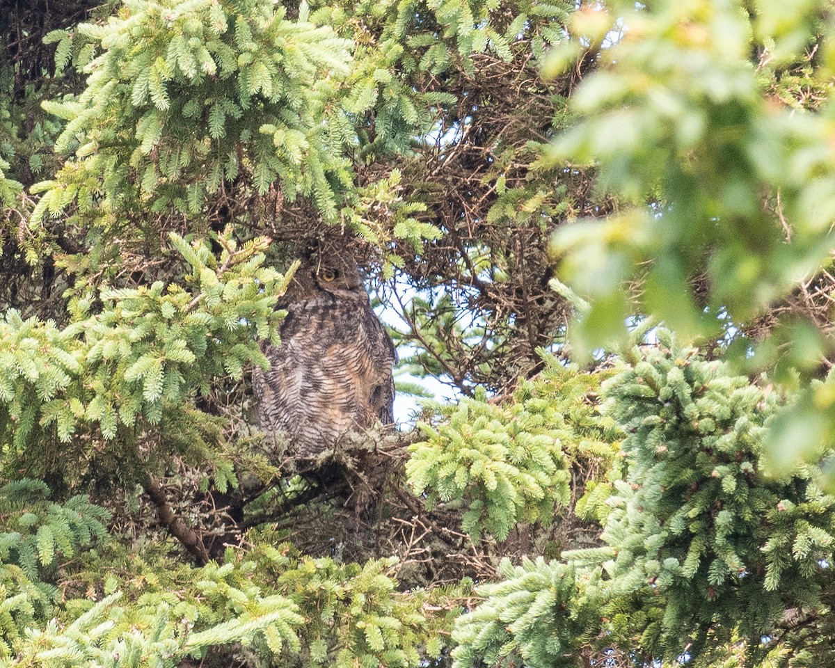 Great Horned Owl - ML639066484