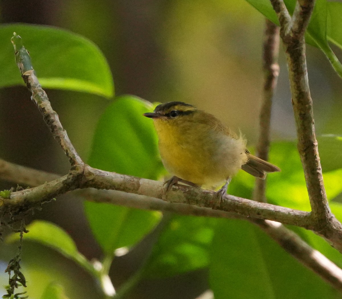 Mountain Leaf Warbler - ML639066498